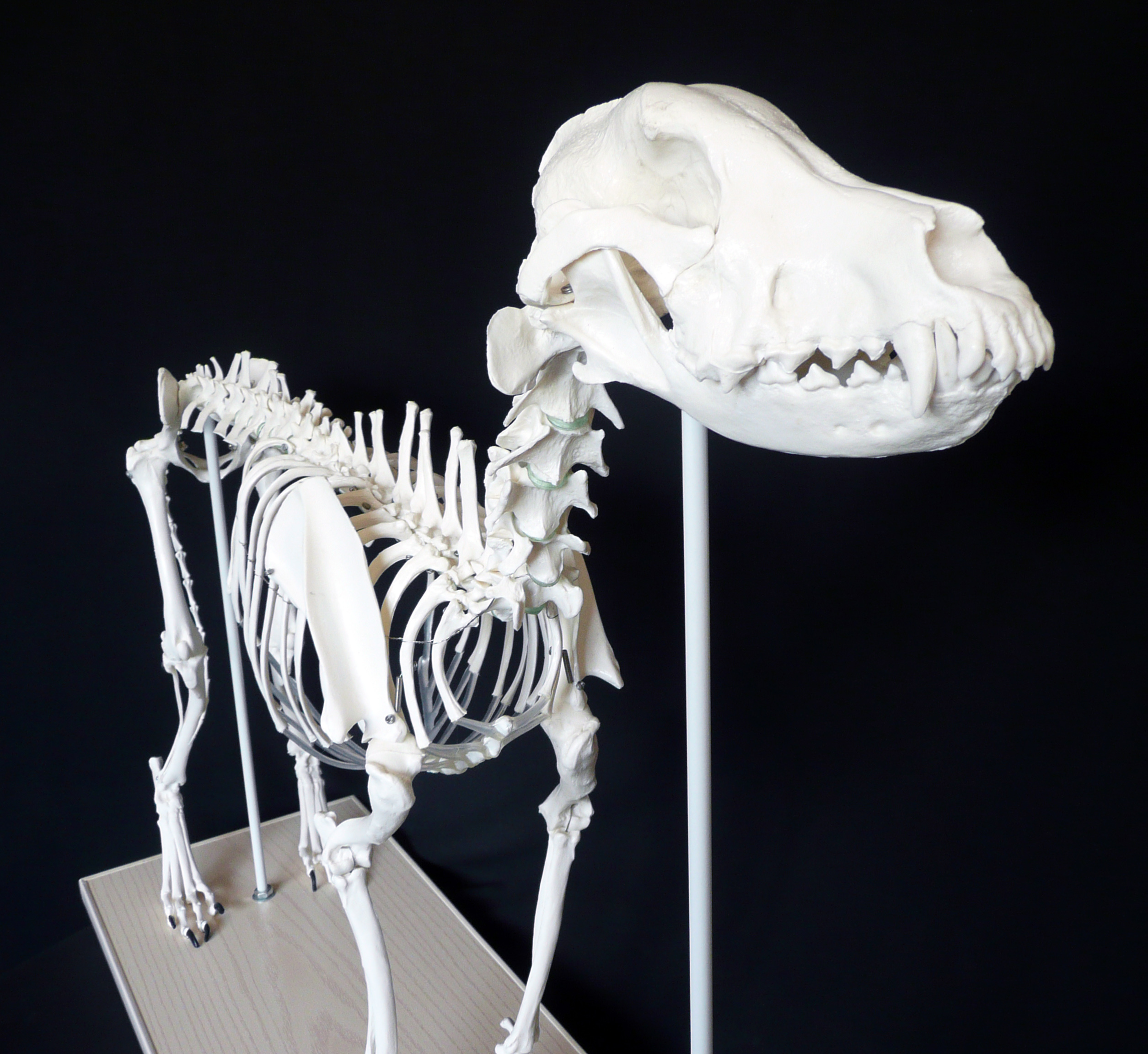 skeleton dog figurine