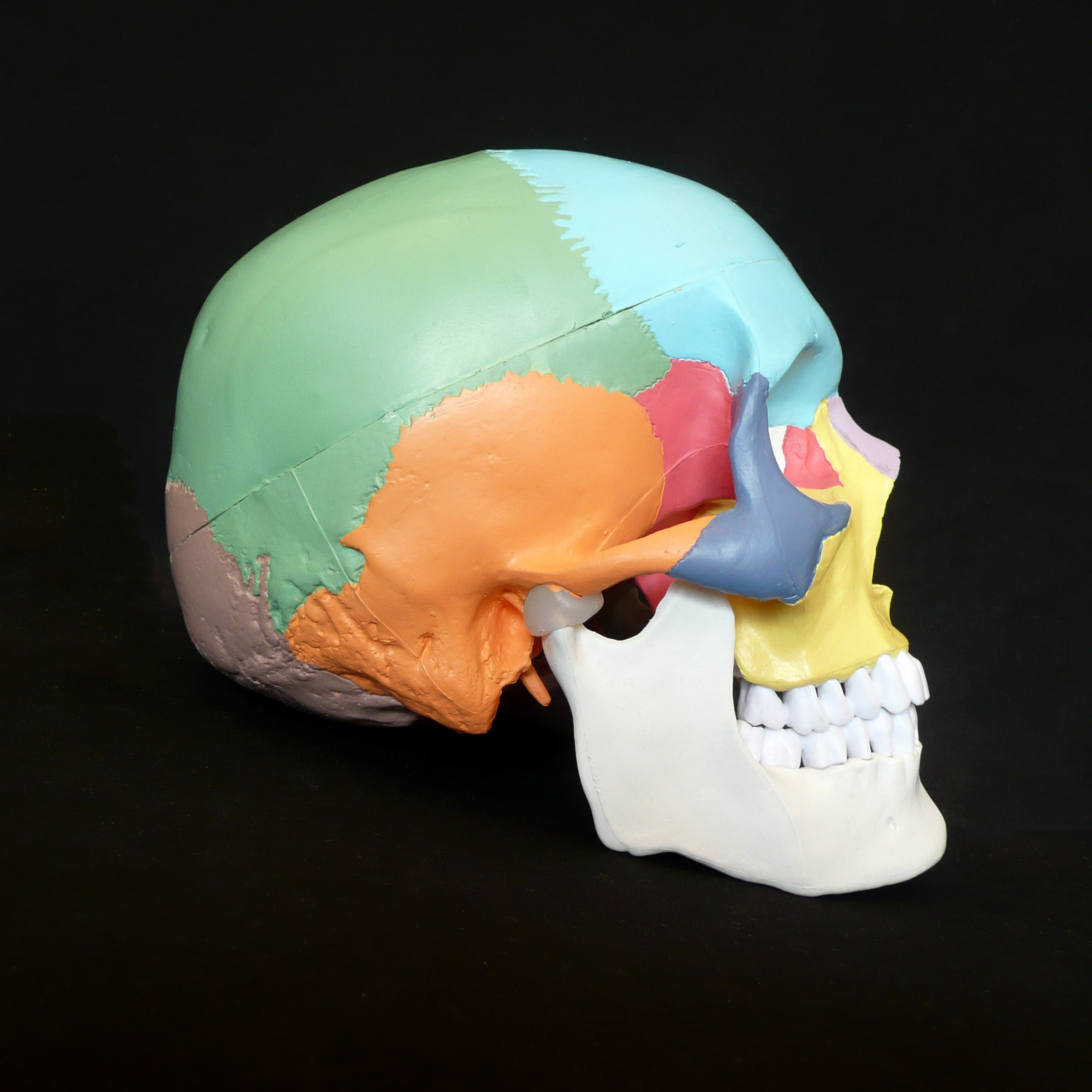 skull model for drawing