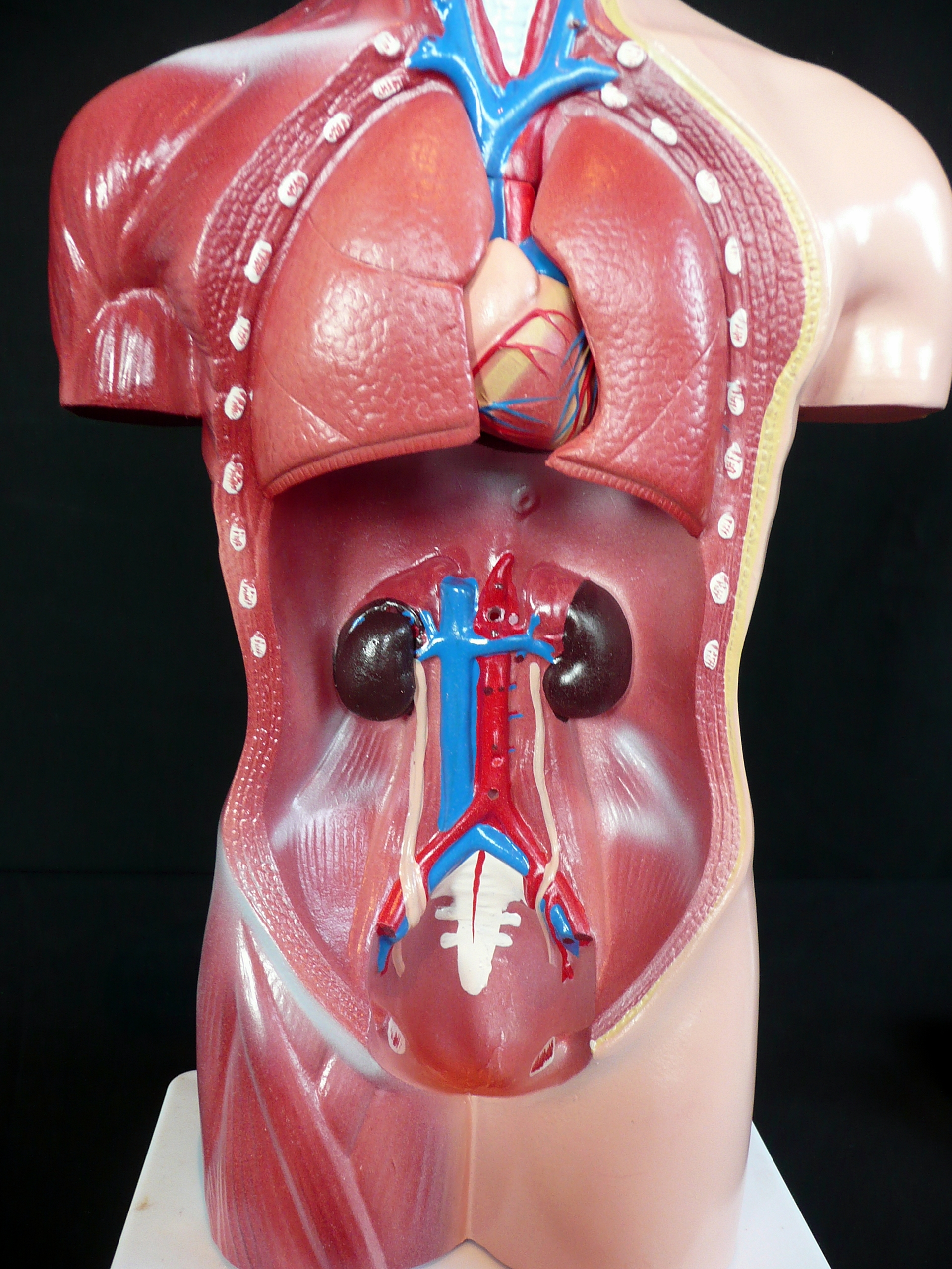42cm Tall Human Anatomical Female Torso Model | Torso Models – Products