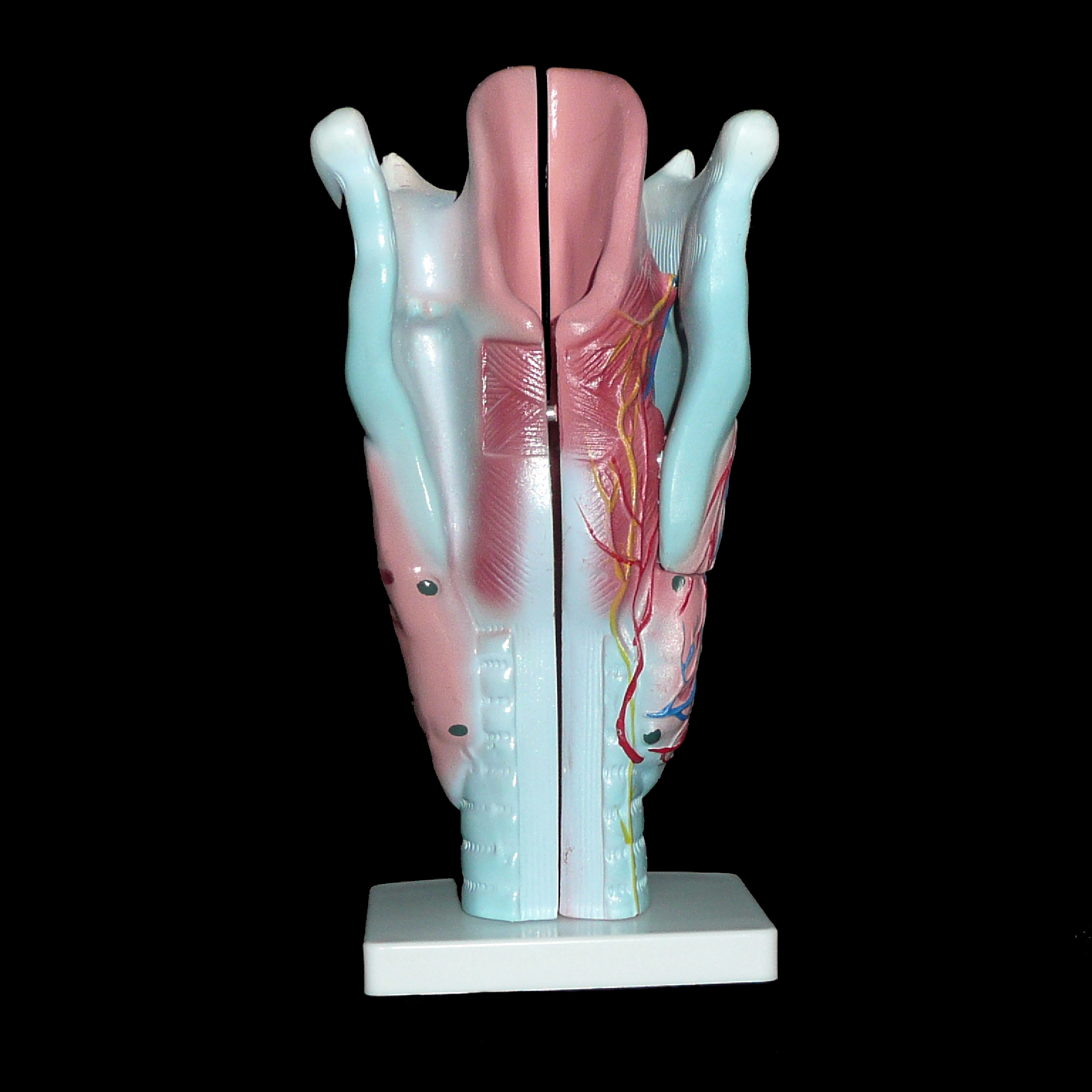 Anatomical Human Enlarged Larynx Model | Head and Throat Anatomy ...