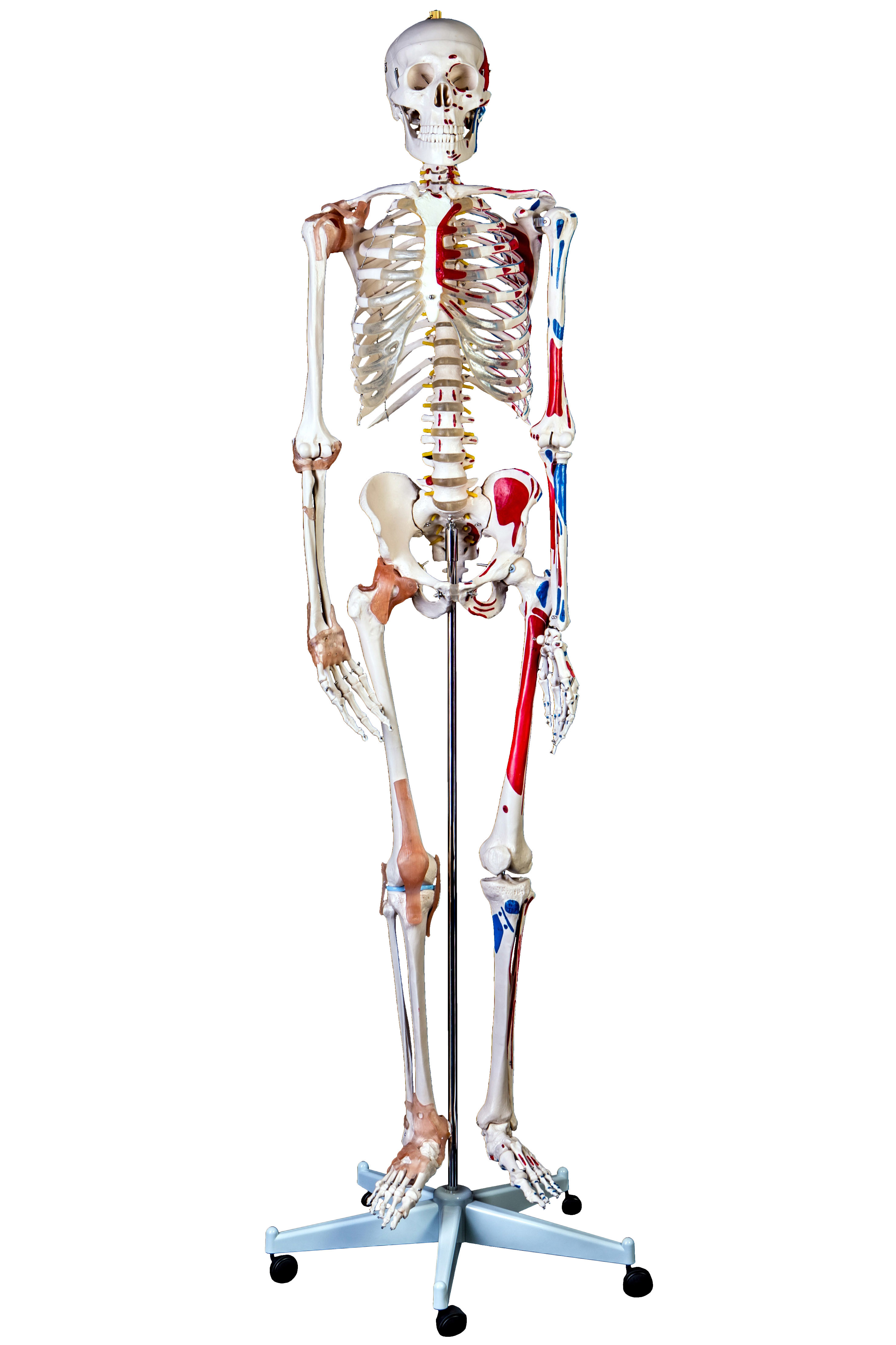 New Life Size Advanced Anatomical Human Skeleton Anatomy Medical Model My Xxx Hot Girl