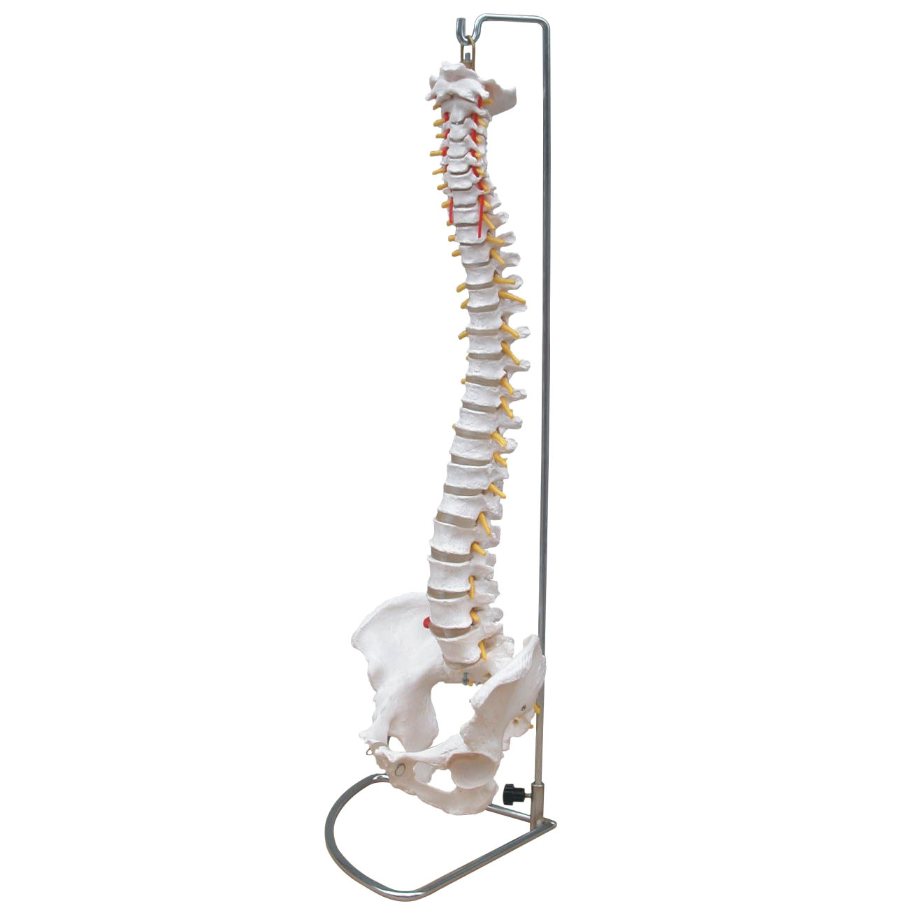 Life Size Anatomical Human Vertebral Column Spine With Pelvis Model