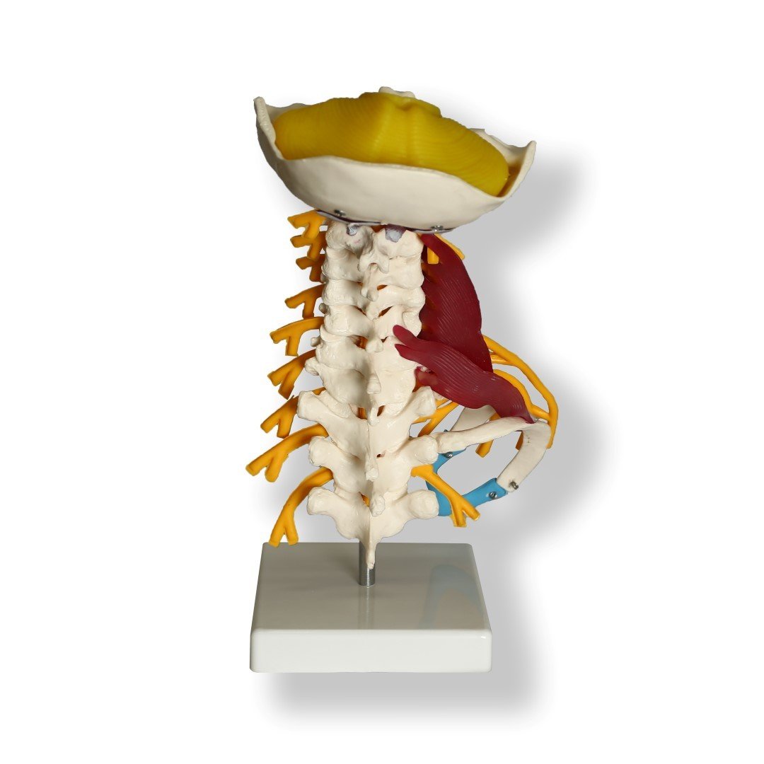 Anatomical Human Cervical Vertebrae Muscle Model | Vertebrae and ...