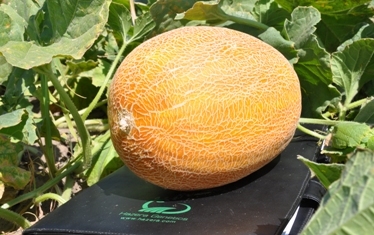 Дыня Мирон F1 00032