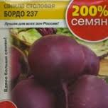 Свекла Бордо 237 F1 00554