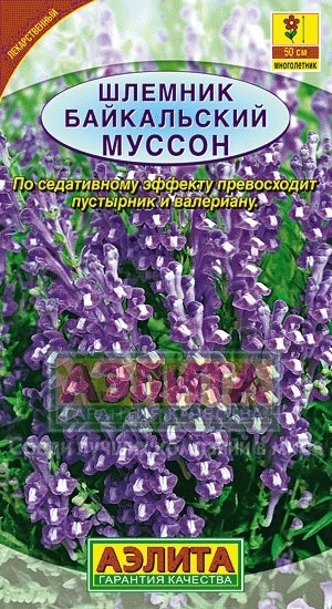 Шлемник байкальский Муссон 01361