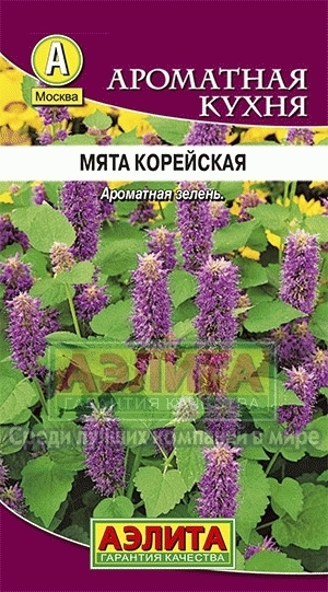 Мята корейская 01371
