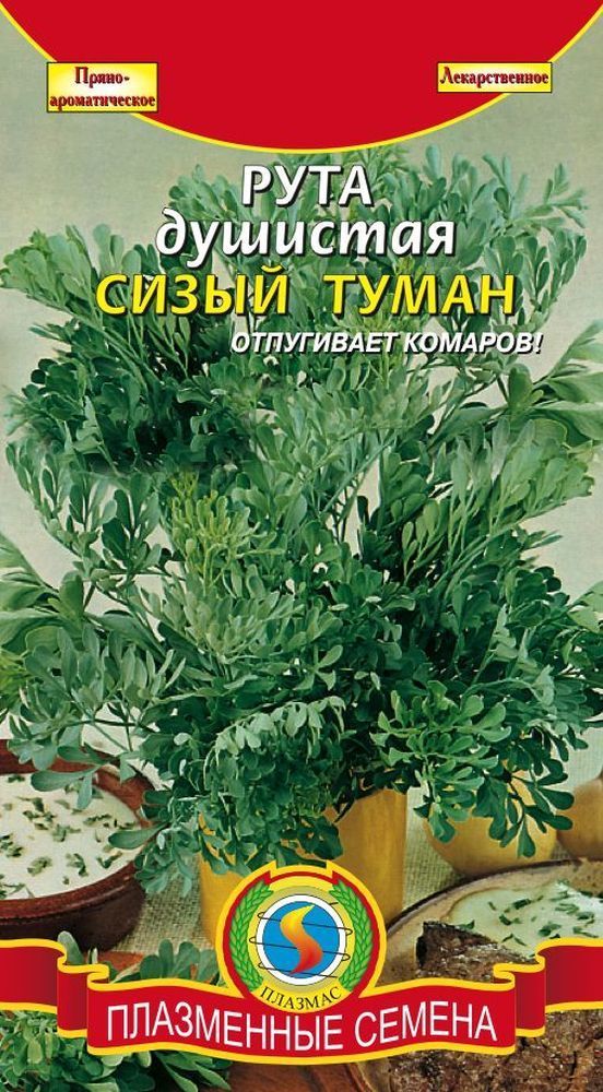 Рута душистая Сизый туман 01389