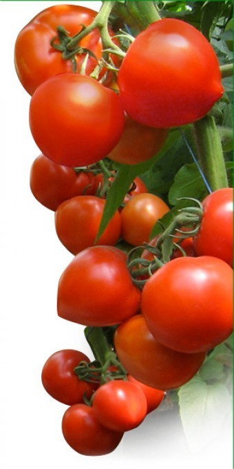 Томат Хитомакс F1 ( 250шт) 01431