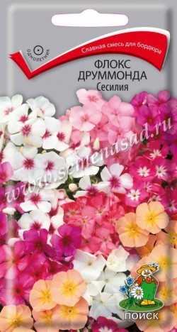 Флокс друммонда Сесилия 00455