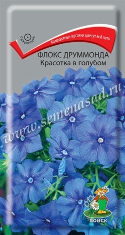 Флокс друммонда Красотка в голубом 00437