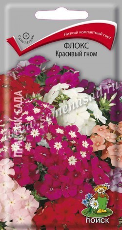 Флокс Красивый гом 00271