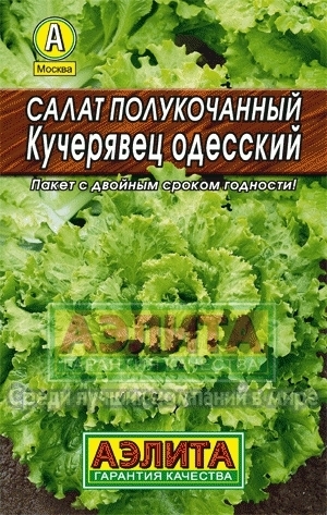 Салат Кучерявец одесский 01957