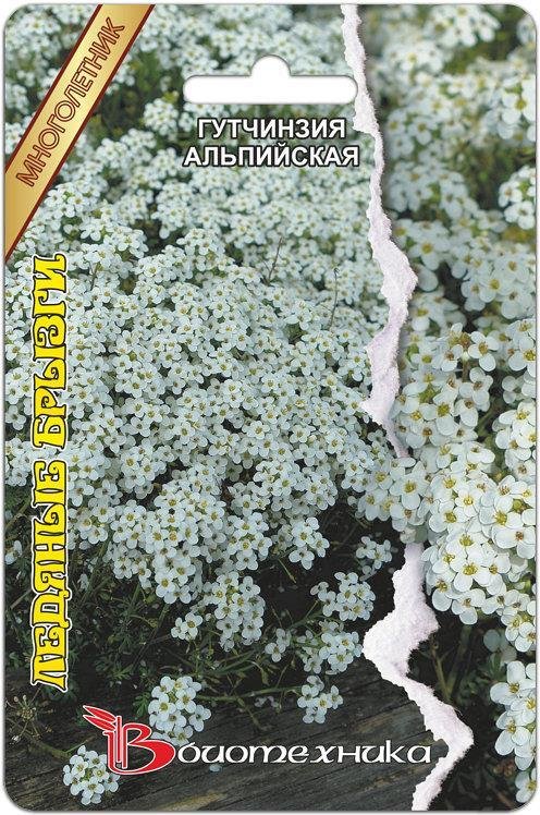 Гутчинзия альпийская Ледяные брызги 02382