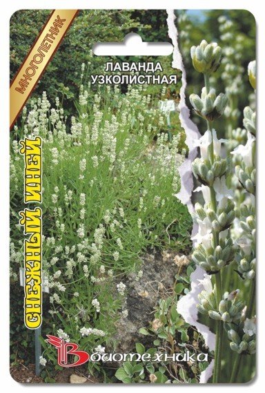 Лаванда узколистная Снежный иней 02384