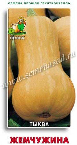 Тыква мускатная Жемчужина 02491
