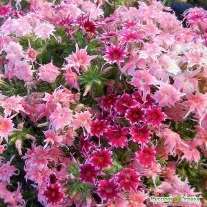 Флокс Петтикоат смесь 02567