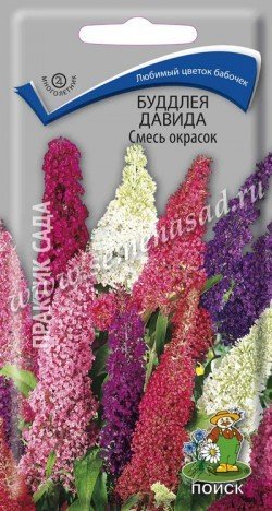 Буддлея Давида Смесь окрасок 02584