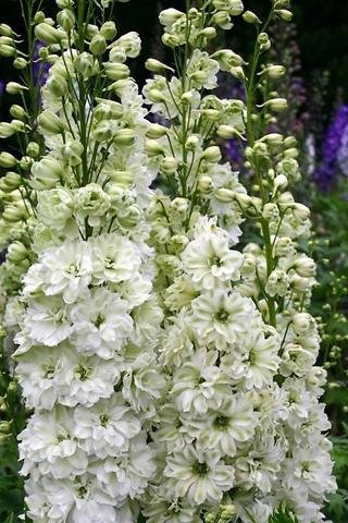 Дельфиниум Green Twist 00936