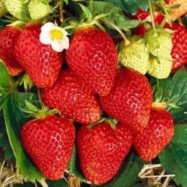 Земляника Фавори (Favori) А+ 01003