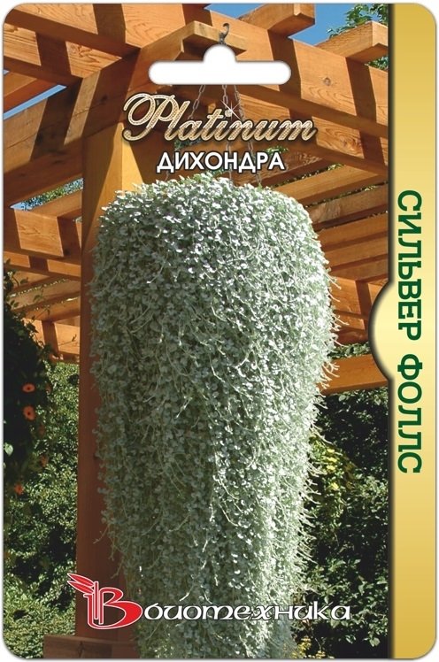 Дихондра Сильвер Фоллс 03410
