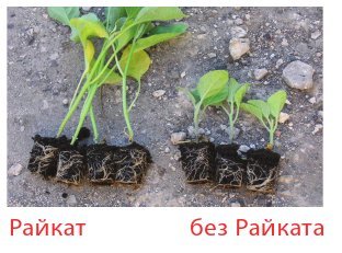 Райкат Старт