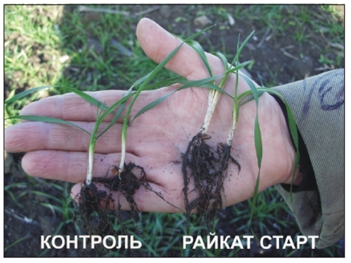Райкат Старт