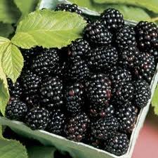 Arapaho Blackberry 00086