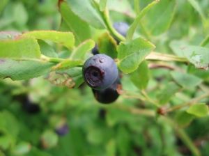 Brightwell blueberry plant 00081