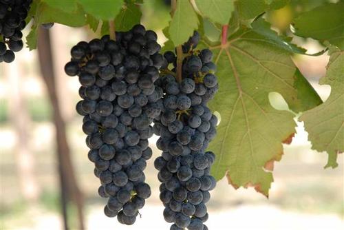 Black Spanish Grape 00089