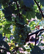 Favorite Grapevines 00090