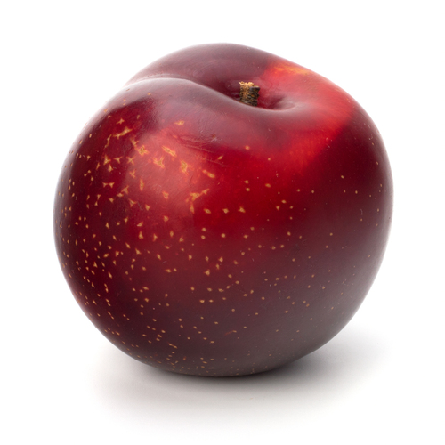 Wholesale Plum Trees b004