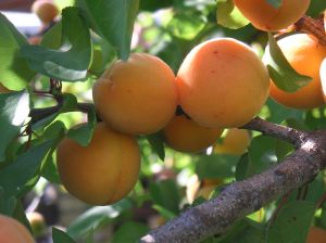Wholesale Apricot Trees b005