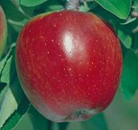 Wholesale Apple Trees b006
