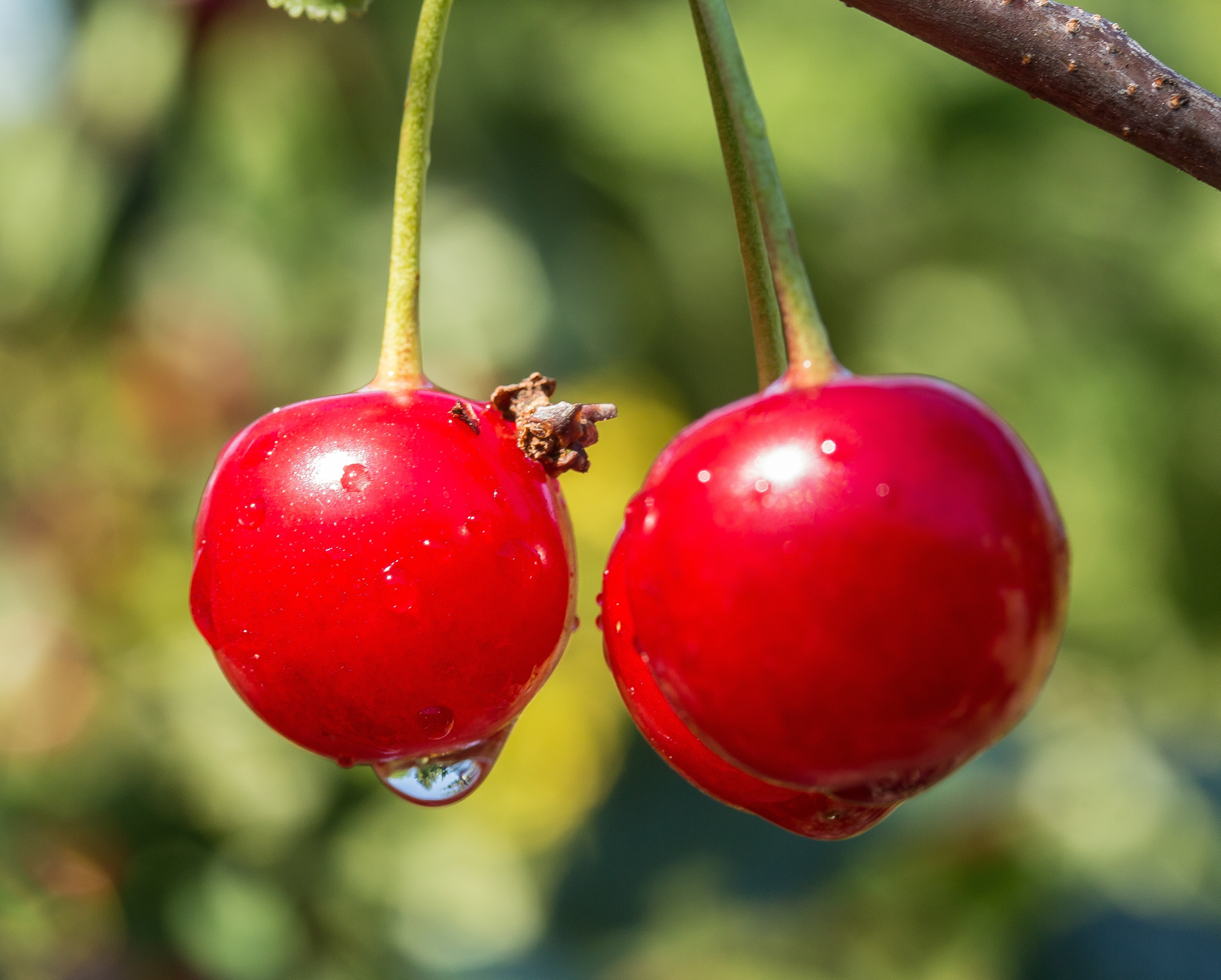 Wholesale Cherry Trees 00318