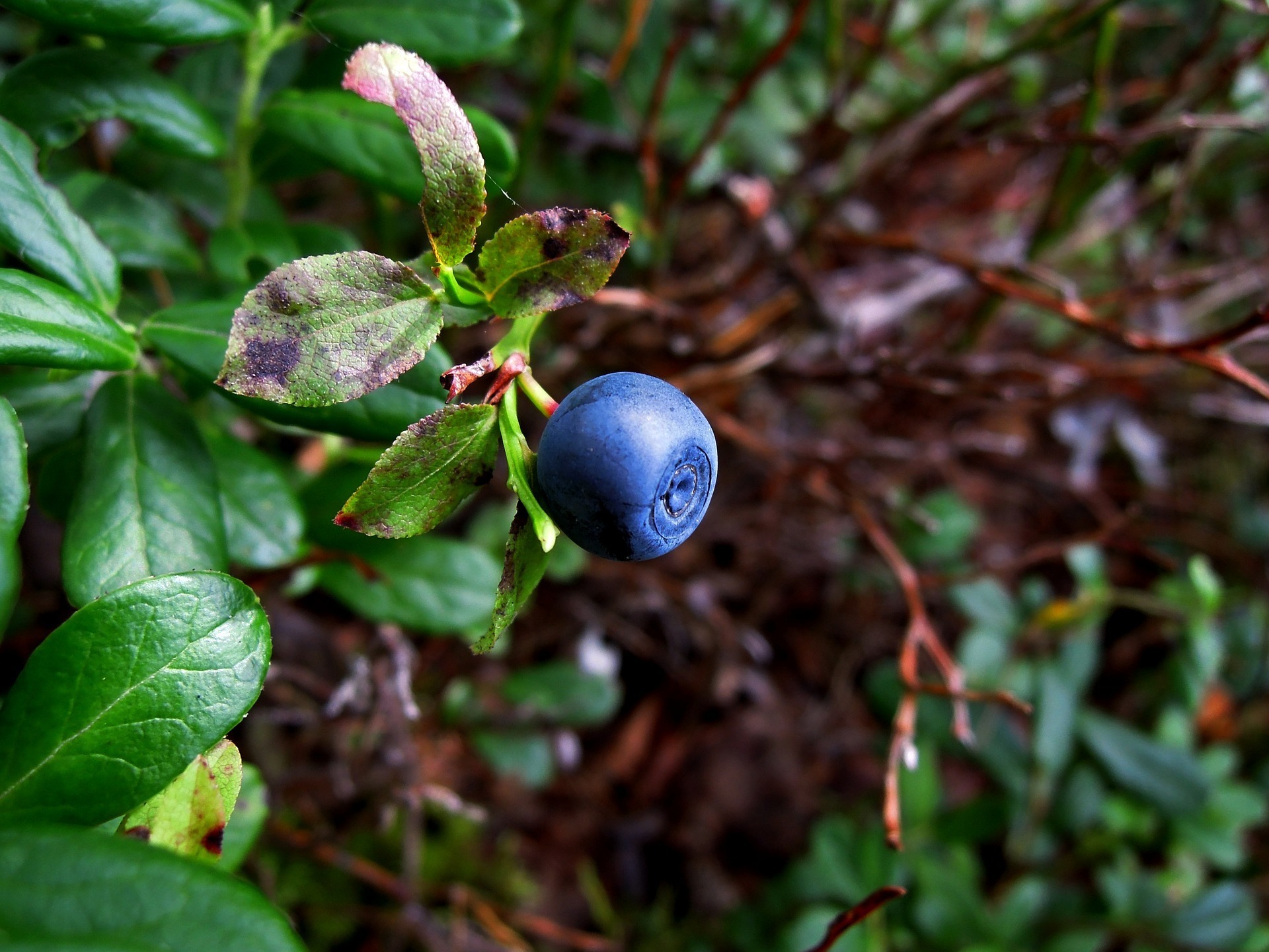 Premier Blueberry 00304