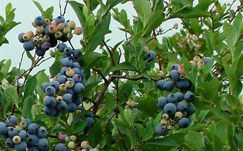 Ochlokonee blueberry plants 00324