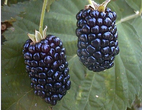 Natchez Blackberry 00122