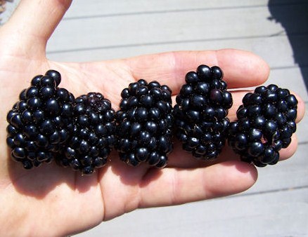 Apache Blackberry 00087