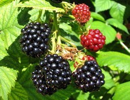 Navaho Blackberry 00085