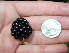 Ouachita Blackberry Plant 00088