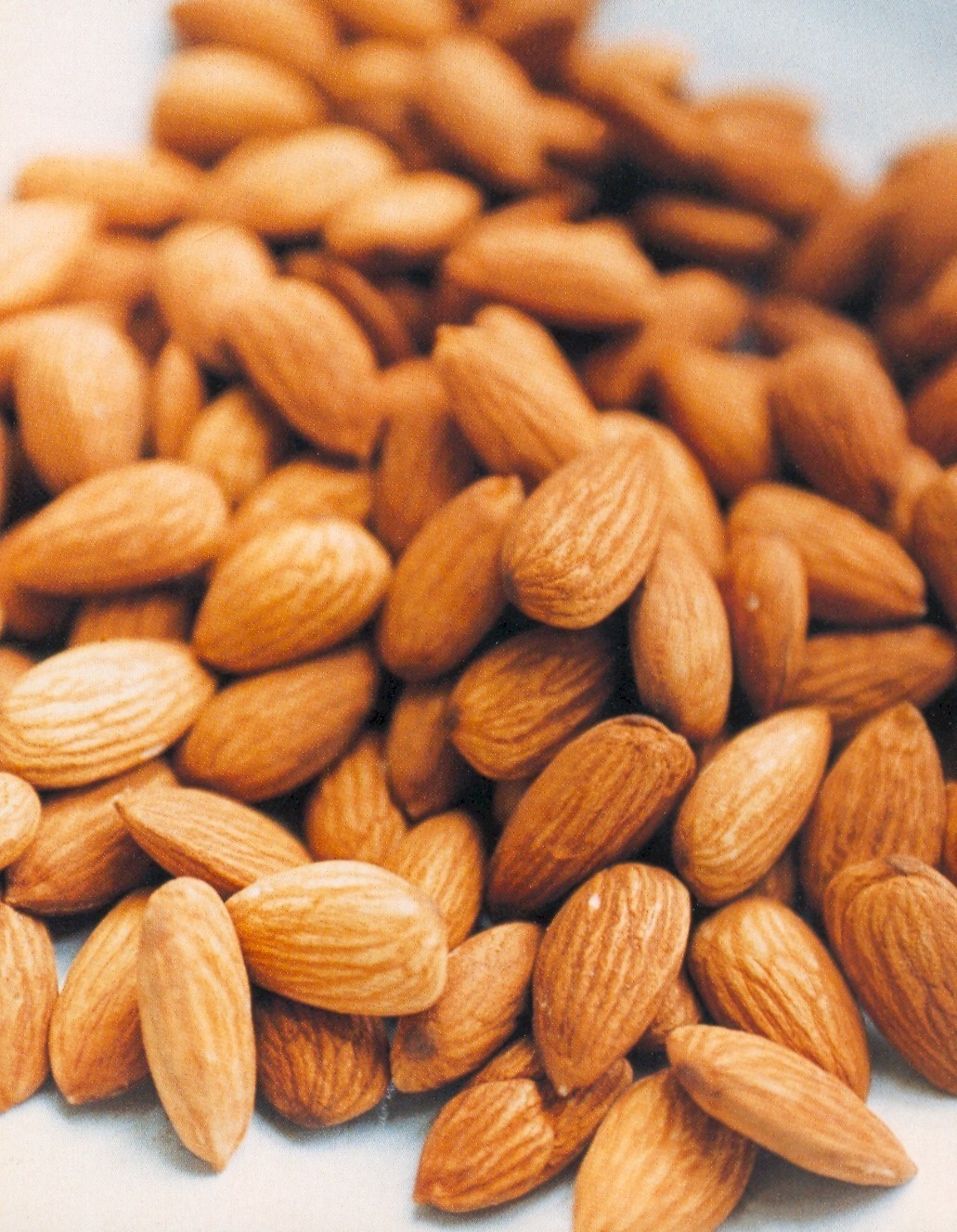 Wholesale Almond Trees 00124