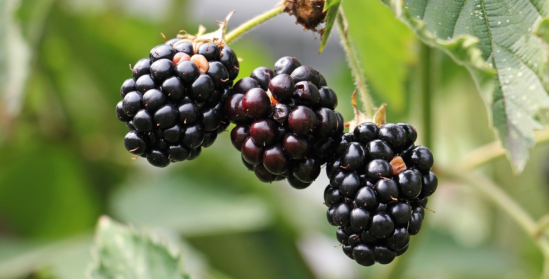 Prime Ark Freedom Thornless Blackberry 00333