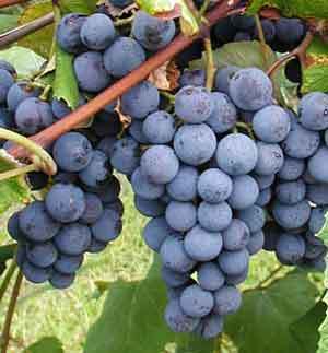 Concord grape 00125