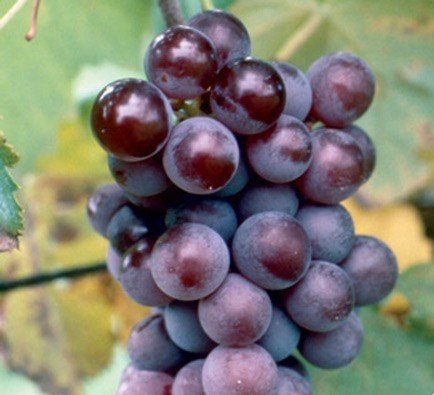 Champanel grapevines 00384