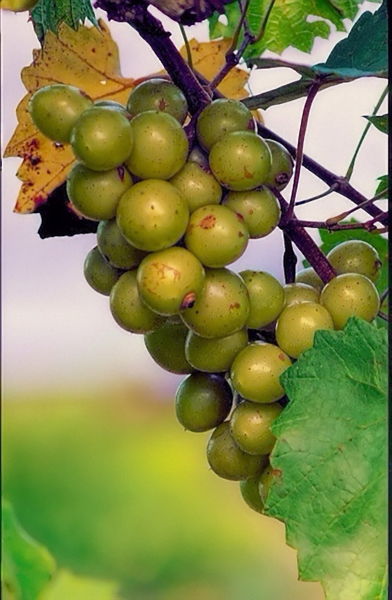 Scuppernong grapevines 00385