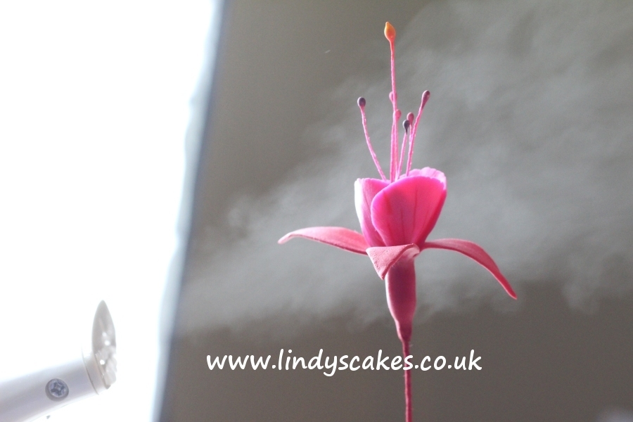 Steaming a life-like sugar fuchsia flower