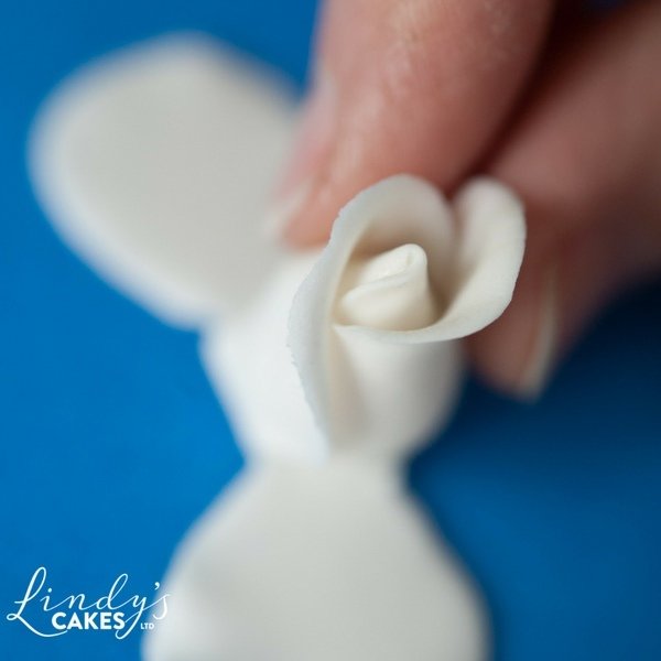 How to make sugar roses class with Lindy Smith Ludlow, SHROPSHIRE