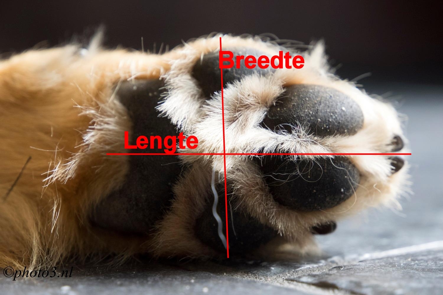 Breedte en Lengte voet