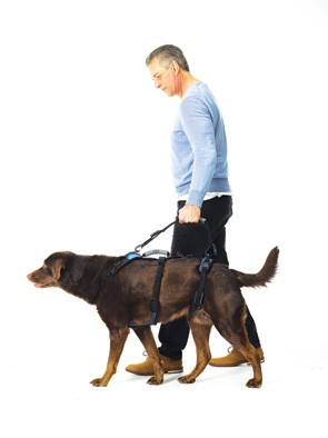 Walking Leash als looplijn